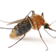 Image for article titled Mosquitoes Genetically-Engineered to Self Destruct Could Wipe Out Dengue Fever